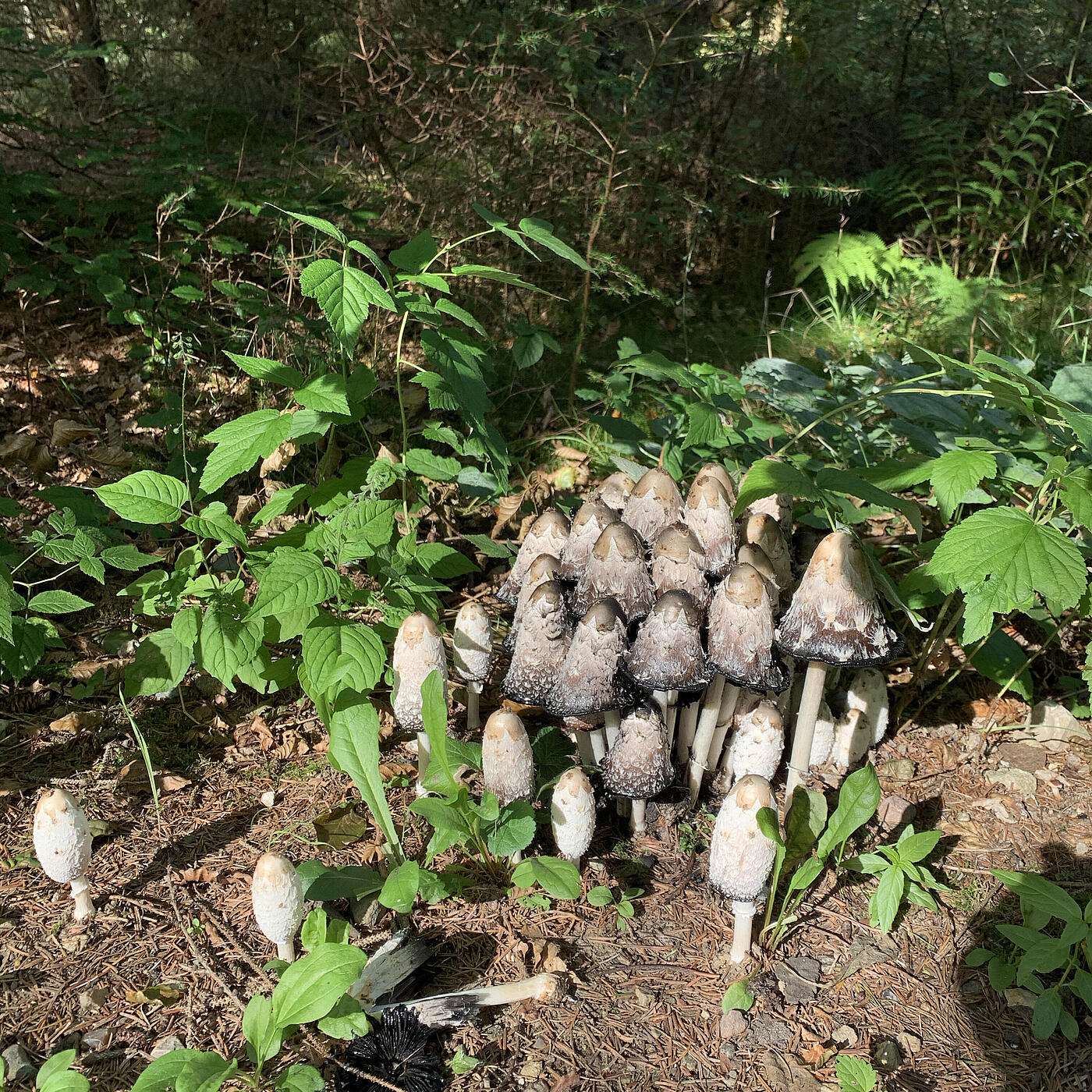 Eine Gruppe Pilze in der Nahaufnahme.