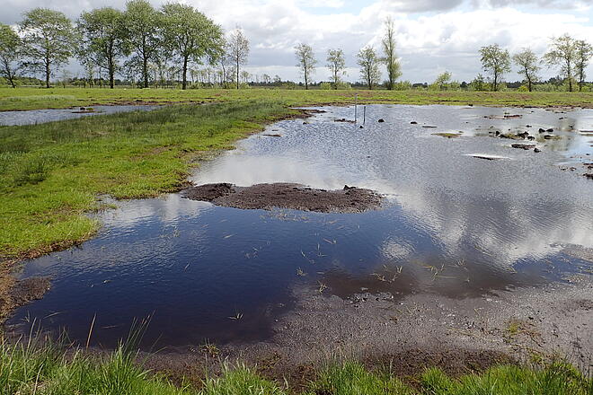 Ein Moor mit grünem Ufer und einer Wasserfläche, in der sich der Himmel spiegelt.