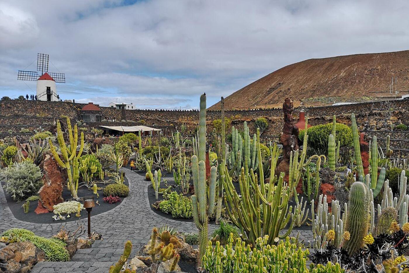 Ein surreal anmutender Kaktusgarten auf Lanzarote.